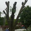 Photo #4: Tree Trimming or Removal Service