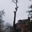 Photo #6: Tree Trimming or Removal Service