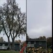 Photo #9: Tree Trimming or Removal Service