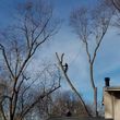 Photo #12: Tree Trimming or Removal Service