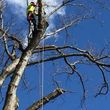 Photo #2: Diaz tree service