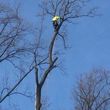 Photo #3: Diaz tree service