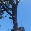 Photo #5: Diaz tree service