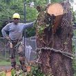 Photo #7: Diaz tree service