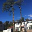 Photo #6: LEO'S TREE SERVICE LLC