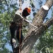 Photo #3: Tree Removal/Trimming - best price