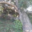 Photo #1: Boondocks tree service
