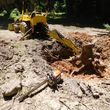 Photo #3: Stump Grinding and Removal by Al