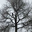 Photo #1: Tree Service, Tree Care, Tree Removals, and Pruning. **FREE BIDS**