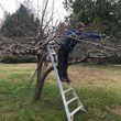 Photo #4: Tree Service, Tree Care, Tree Removals, and Pruning. **FREE BIDS**