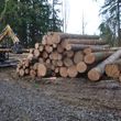 Photo #1: LOGGING, Small Lots To Multi Acre Sites