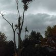 Photo #4: THE WRIGHT TREE SERVICE & MORE