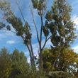 Photo #7: THE WRIGHT TREE SERVICE & MORE