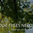 Photo #2: AAA TREE SERVICE ~ Tree Trimming Tree Removal & Stump Grinding Service