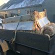 Photo #21: CT Junk/rubbish metal removal property clean outs landscape services
