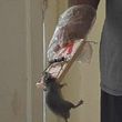 Photo #3: ☆Rat Removal and Insulation Services☆