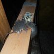 Photo #12: ☆Rat Removal and Insulation Services☆