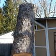 Photo #5: TREE CUT AND REMOVAL PROFESIONAL