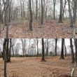 Photo #6: Land Clearing Services/ Forestry Mulching/Brush Clearing/ Maryland
