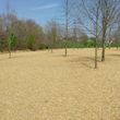 Photo #18: Land Clearing Services/ Forestry Mulching/Brush Clearing/ Maryland