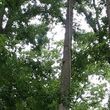 Photo #1: Tree Removal And Landscaping Services