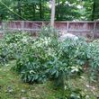 Photo #5: Tree Removal And Landscaping Services