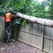 Photo #7: Tree Removal And Landscaping Services