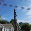 Photo #2: tree cutting   tree service   tree removal  landscaping service