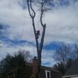 Photo #6: tree cutting   tree service   tree removal  landscaping service