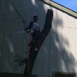 Photo #8: tree cutting   tree service   tree removal  landscaping service