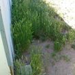 Photo #3: Yard and Property cleanup/lawn care matience
