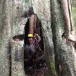 Photo #1: Tree Climber / Old Timer