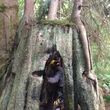 Photo #2: Tree Climber / Old Timer