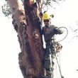 Photo #8: Tree Climber / Old Timer