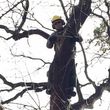 Photo #11: Tree Climber / Old Timer