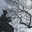 Photo #12: Tree Climber / Old Timer