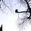 Photo #20: Tree Climber / Old Timer
