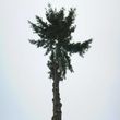 Photo #22: Tree Climber / Old Timer