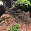 Photo #5: STUMP PRO STUMP REMOVAL STUMP GRINDING ROOT PRUNING