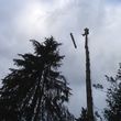 Photo #1: Tree Service - Professional and Reliable - Licensed/Bonded/Insured