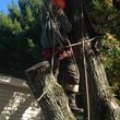 Photo #1: Tree cutting services + stump grinding in greater Seattle area
