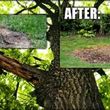 Photo #4: Tree cutting services + stump grinding in greater Seattle area