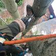 Photo #6: ARBOR-ALL TREE SERVICE removals, pruning, hedge trimming/maintenance