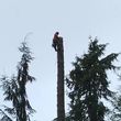Photo #7: ARBOR-ALL TREE SERVICE removals, pruning, hedge trimming/maintenance