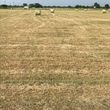 Photo #10: Pasture weed spraying/fertilizing/hay serivice/hay for sale