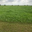 Photo #12: Pasture weed spraying/fertilizing/hay serivice/hay for sale