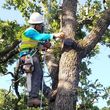 Photo #4: Sam's Tree Service