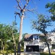 Photo #7: Sam's Tree Service