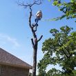 Photo #12: Sam's Tree Service
