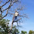 Photo #21: Sam's Tree Service